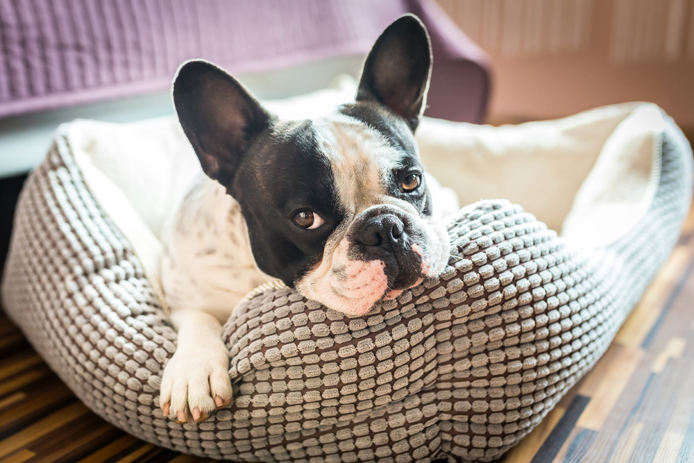 mumlende Delegeret tin En bra sovplats för hunden – Another Story